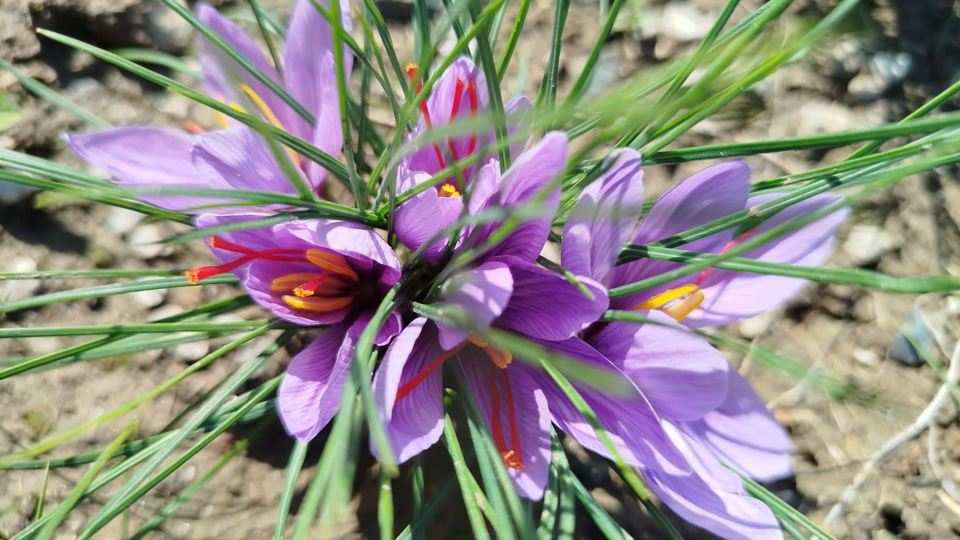 Fioritura bulbi